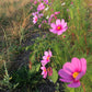 Cosmos Blomster, 10 stk planter
