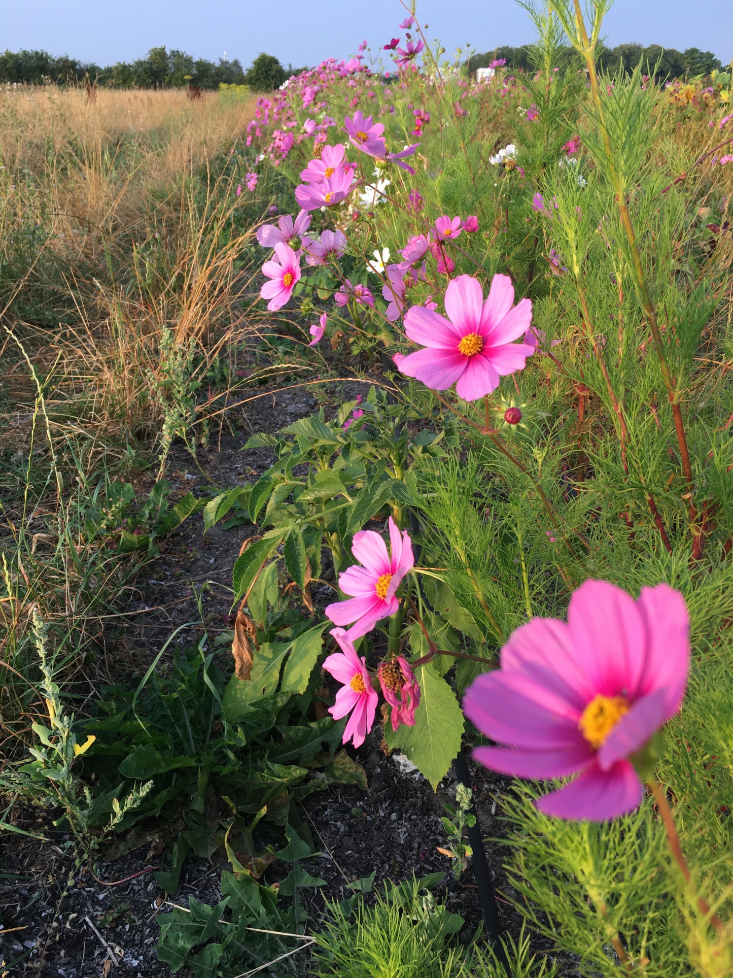Cosmos Blomster, 10 stk planter