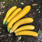 Squash