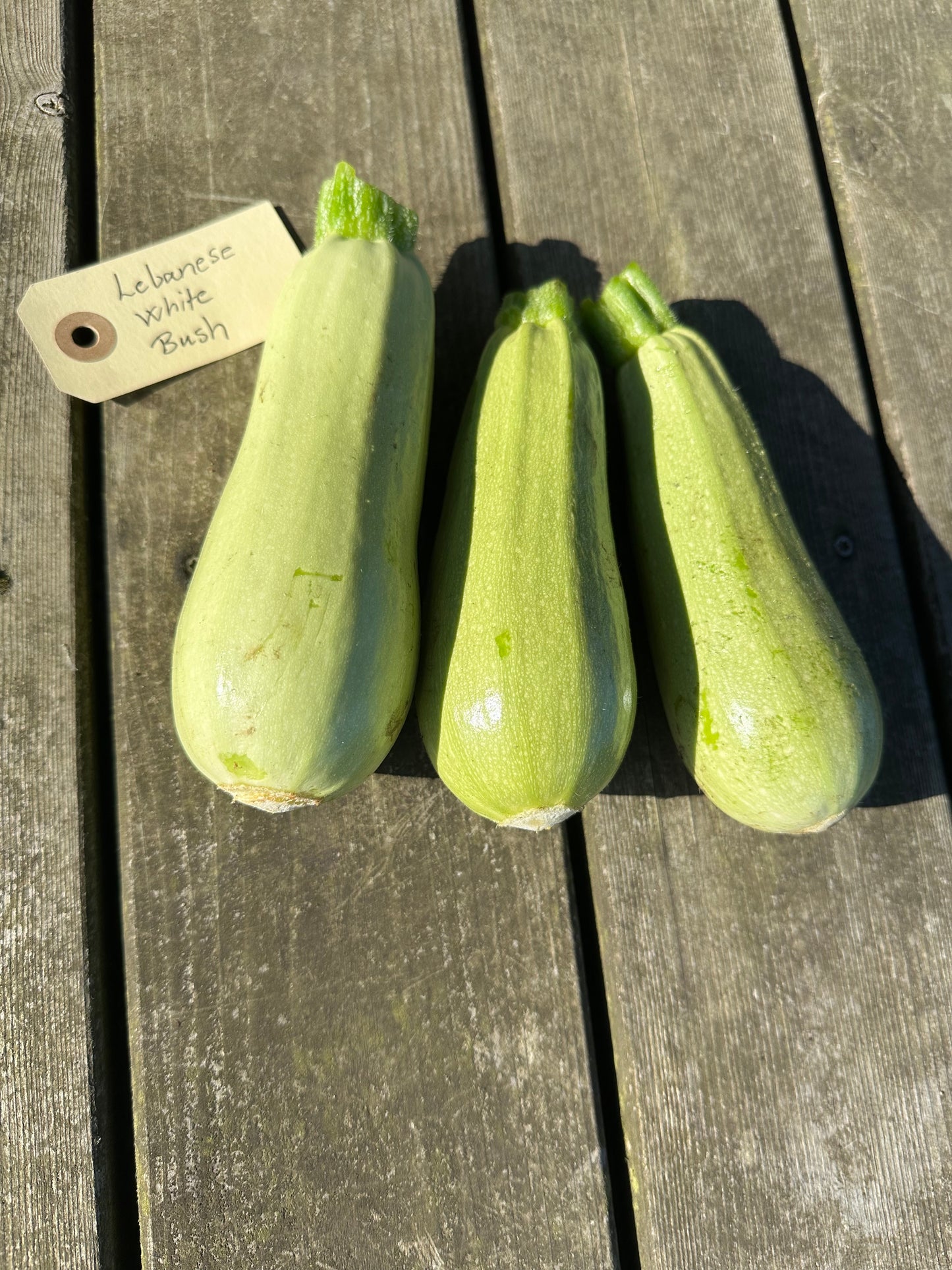 Squash