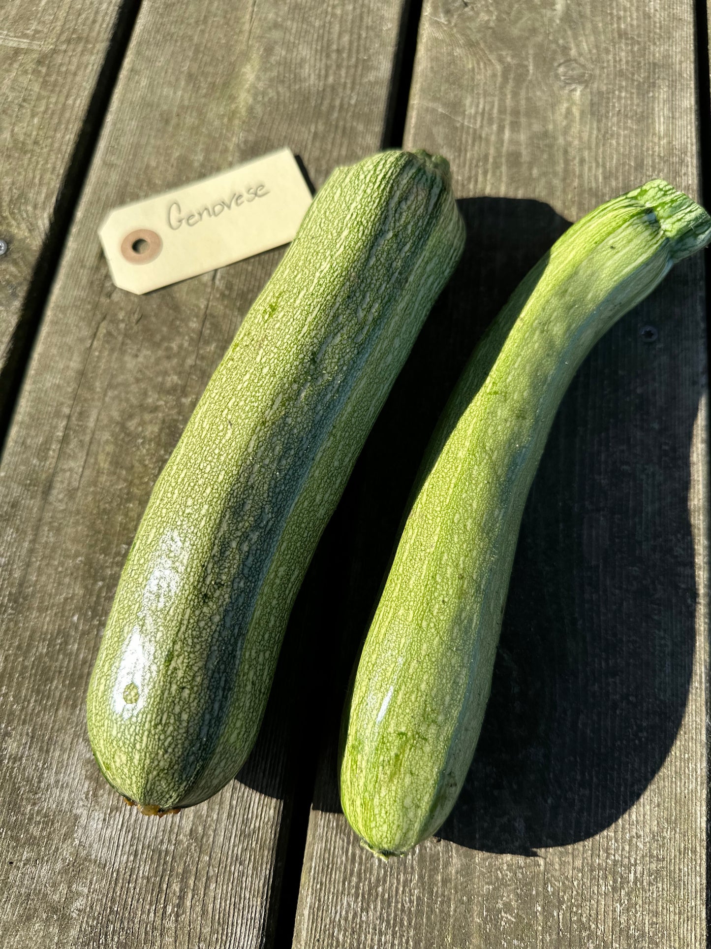 Squash