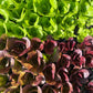 Salatplanter 5 stk