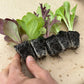 Salatplanter 5 stk