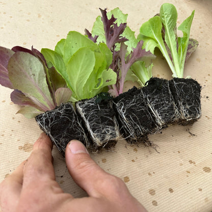 Salatplanter 5 stk mix
