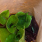 Salatplanter 5 stk