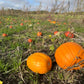 Halloween græskar
