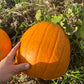 Halloween græskar