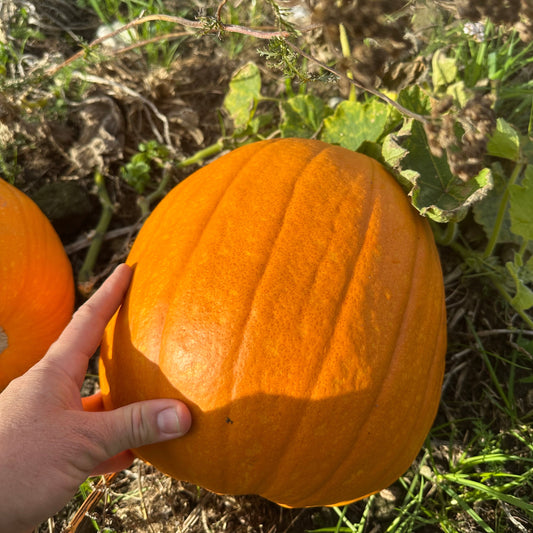 Halloween græskar