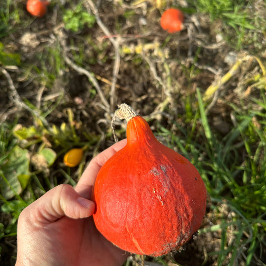 Mini Hokkaido, 5 stk
