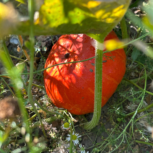 Rouge vif d'Etampes græskar