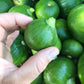 Squash