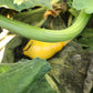 Squash