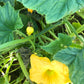 Squash