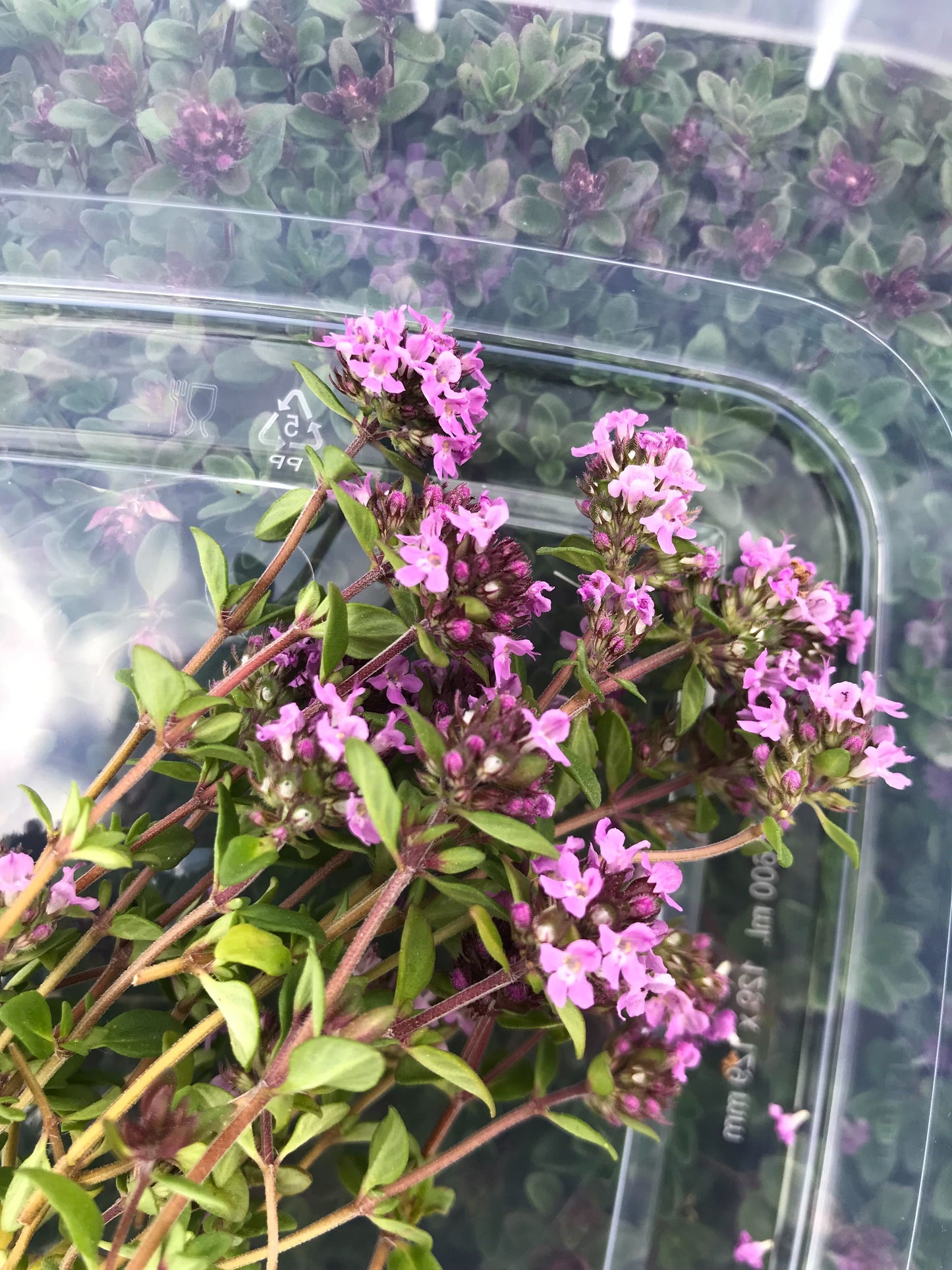 Timianblomster - flere sorter