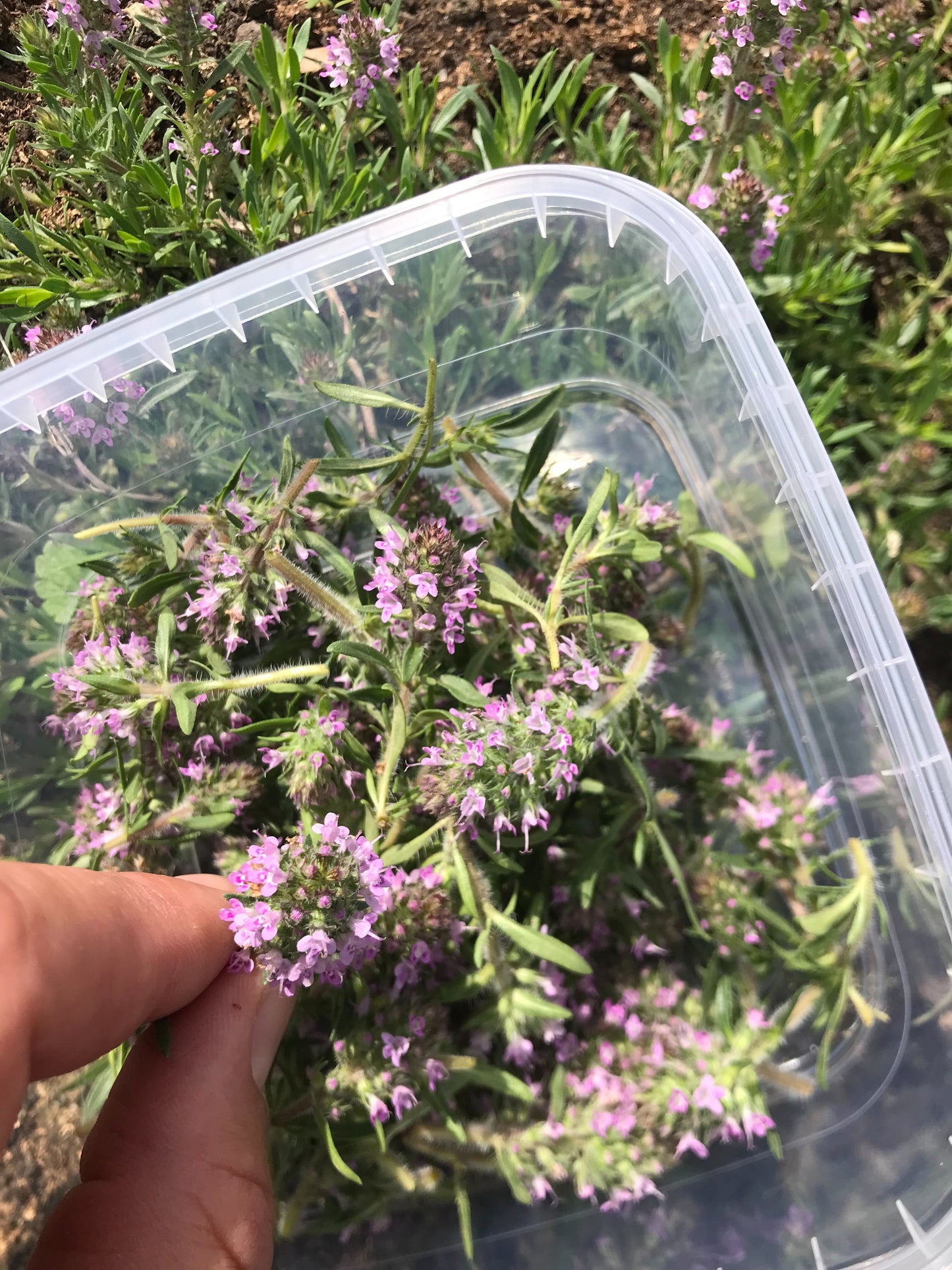 Timianblomster - flere sorter