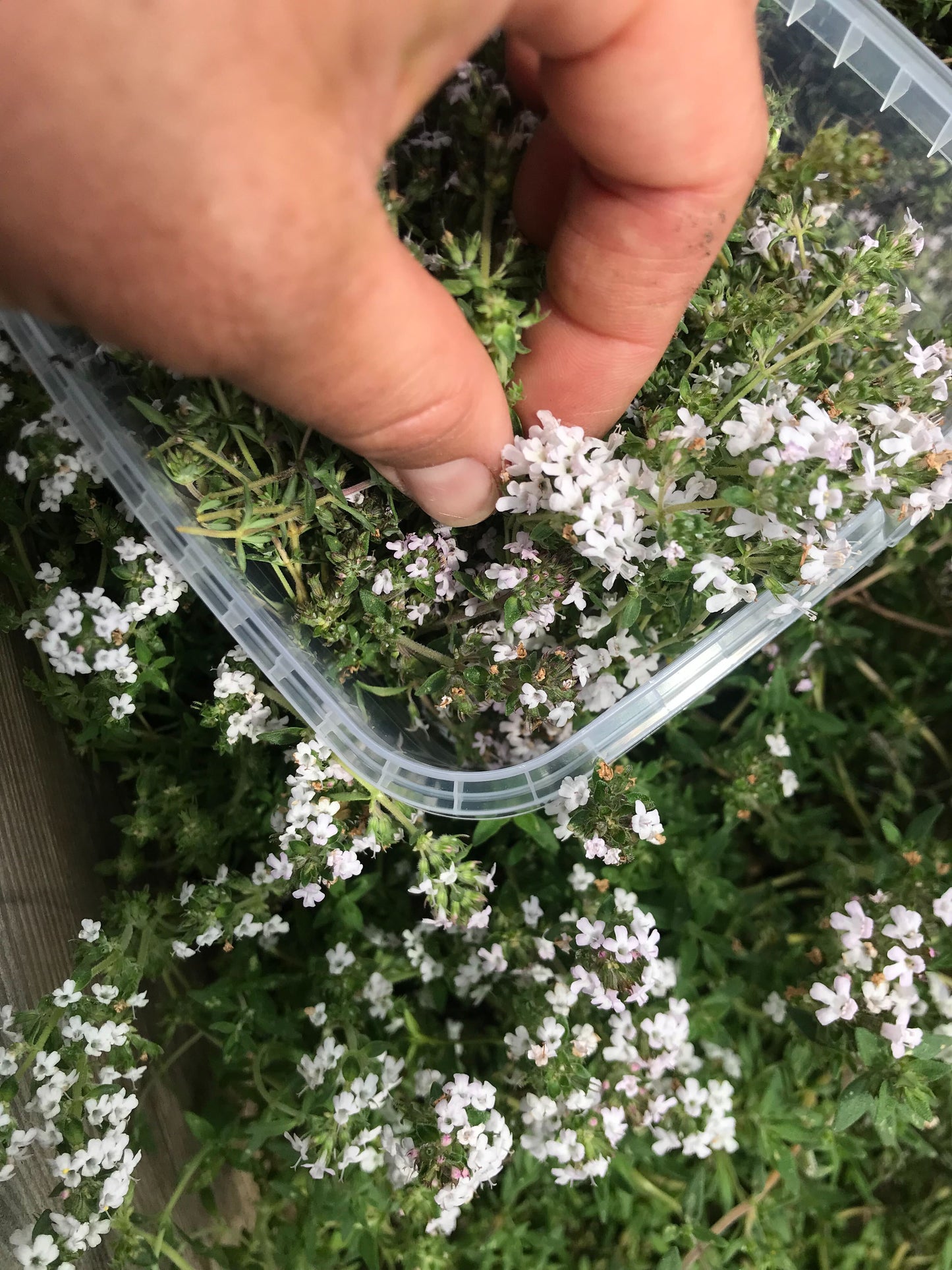 Timianblomster - flere sorter