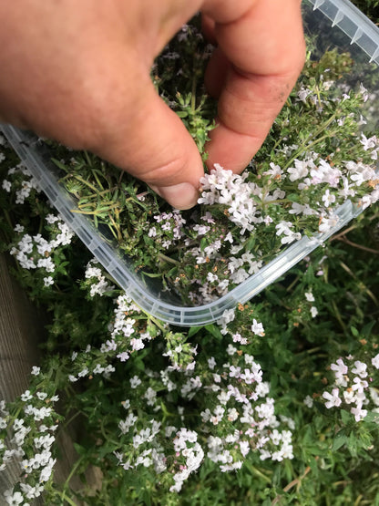 Timianblomster - flere sorter