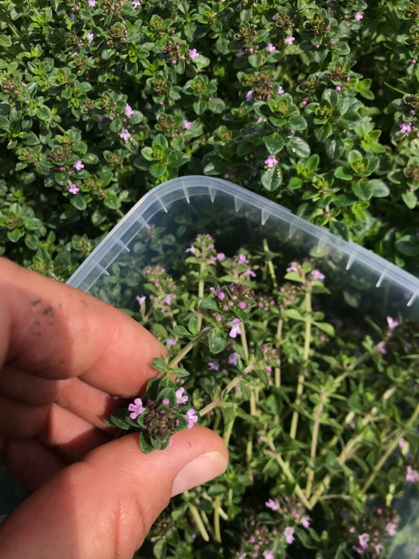 Timianblomster - flere sorter