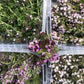 Timianblomster - flere sorter