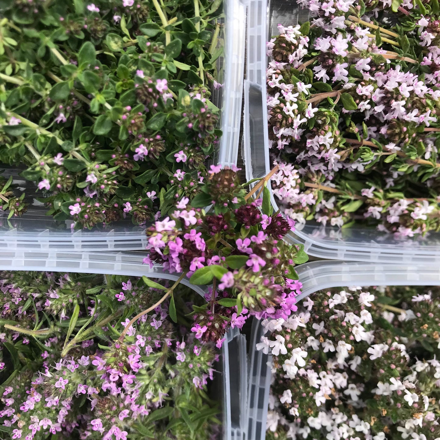 Timianblomster - flere sorter
