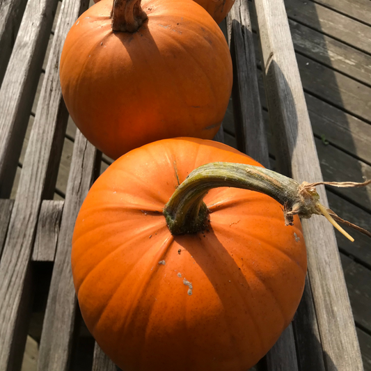 Halloween græskar