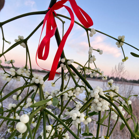 Mistelten, friskhøstet