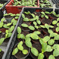 Squashplanter, 2 potte