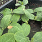 Squash