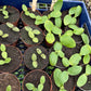 Squashplanter, 2 potte