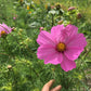 Cosmos Blomster, 10 stk planter
