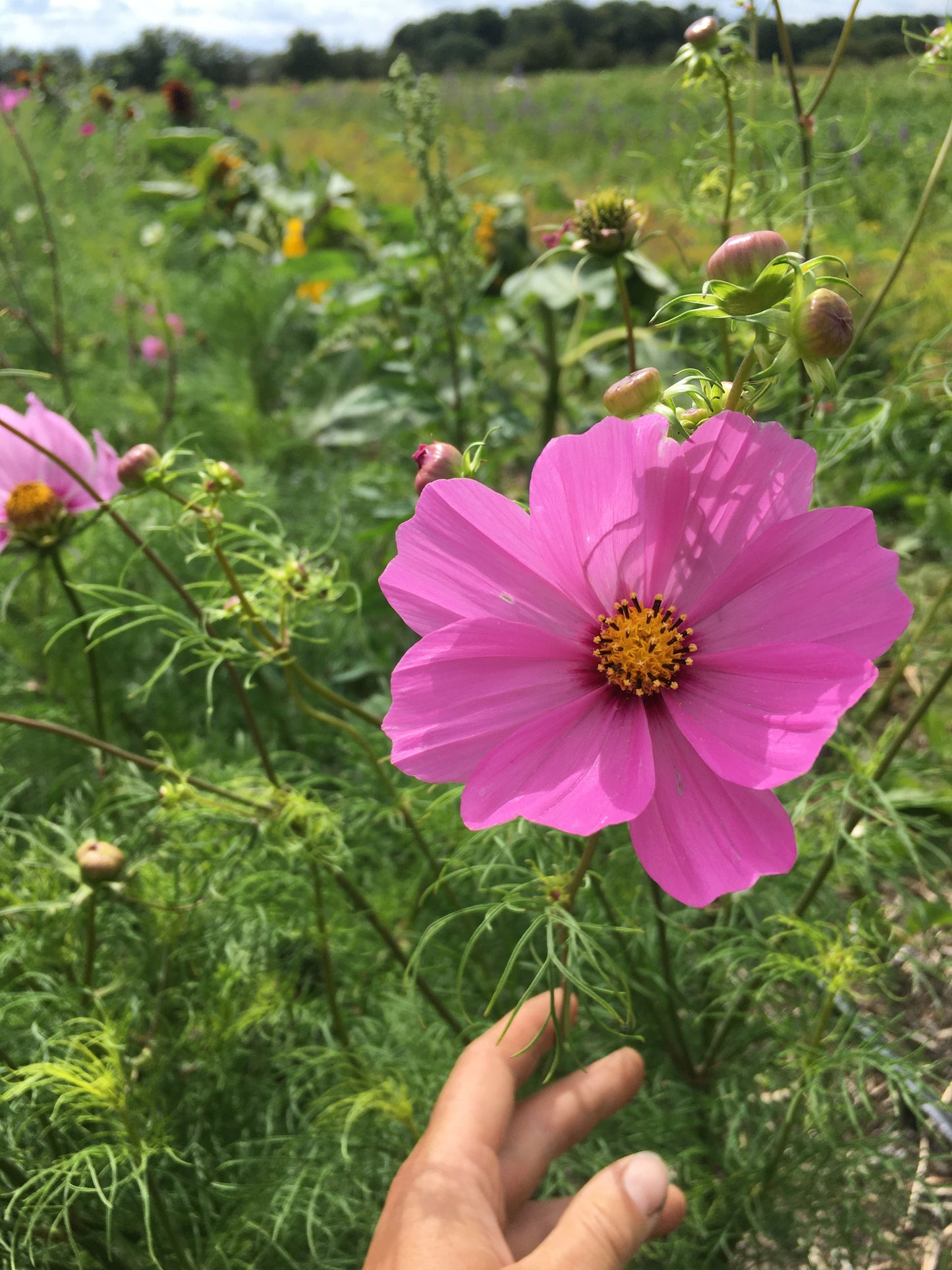 Cosmos Blomster, 10 stk planter