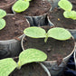Squashplanter, 2 potte