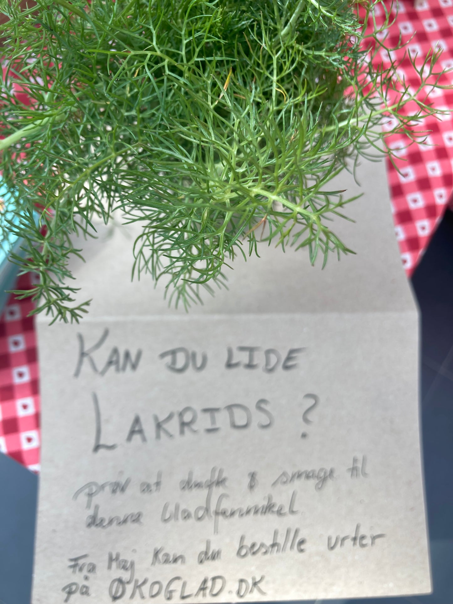 Bladfennikel 1 bundt