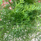 Bladfennikel 1 bundt
