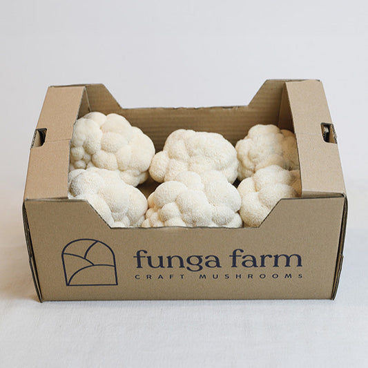 Lion's Mane 1kg