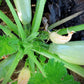Squash