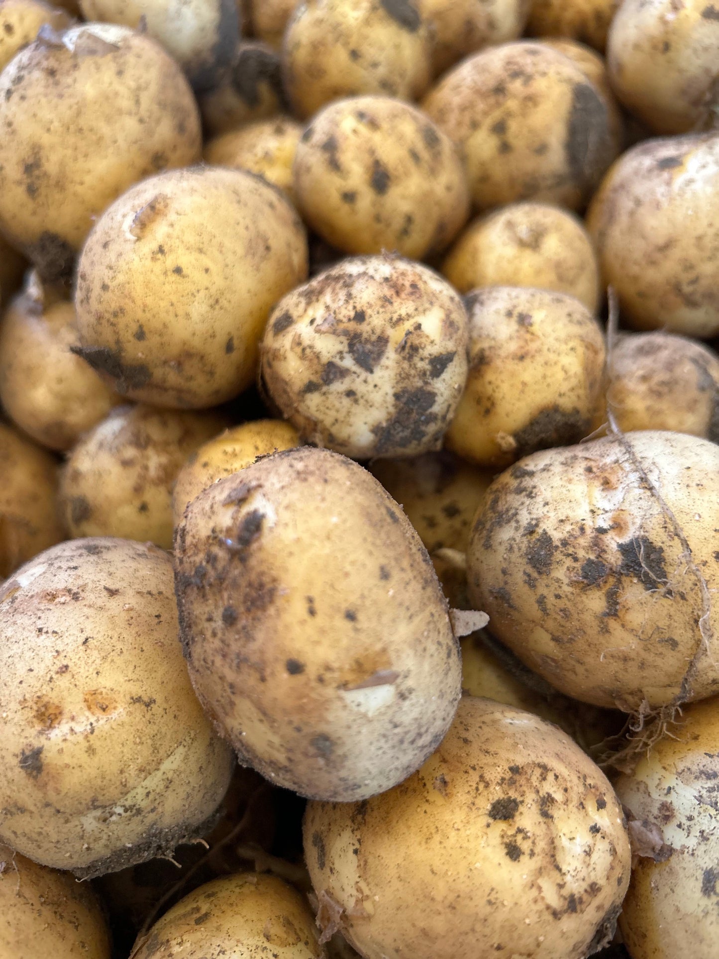 Kartofler, 1 kg små/pille kartofler