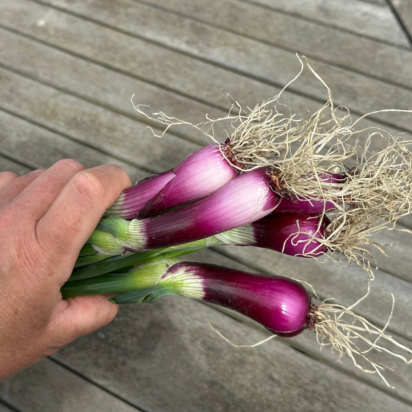Rødløg med top - 1 bdt