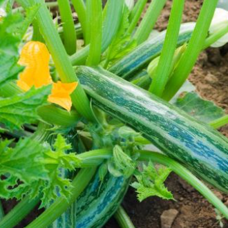Squashplanter, 2 potter