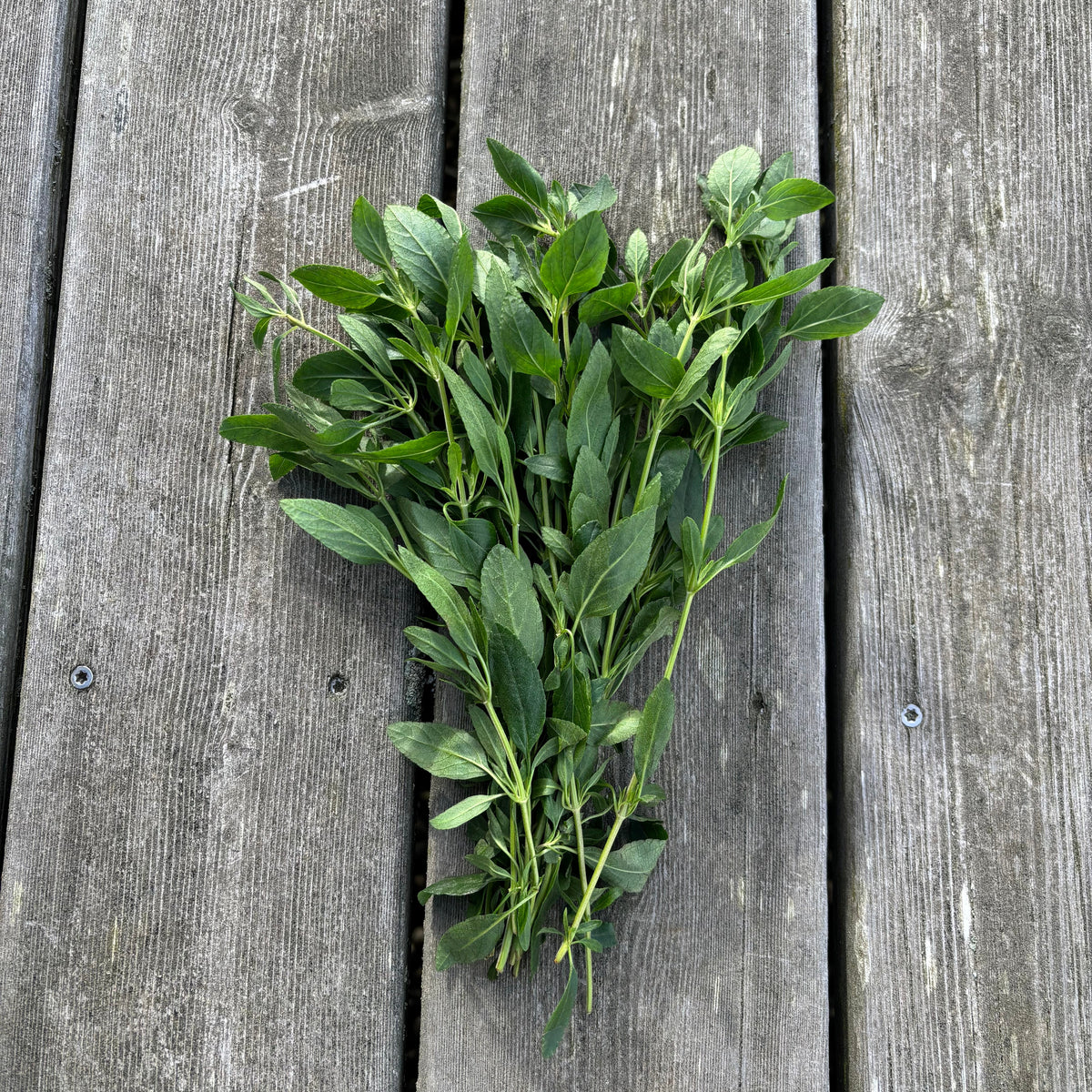 Solbærsalvie 1 bdt