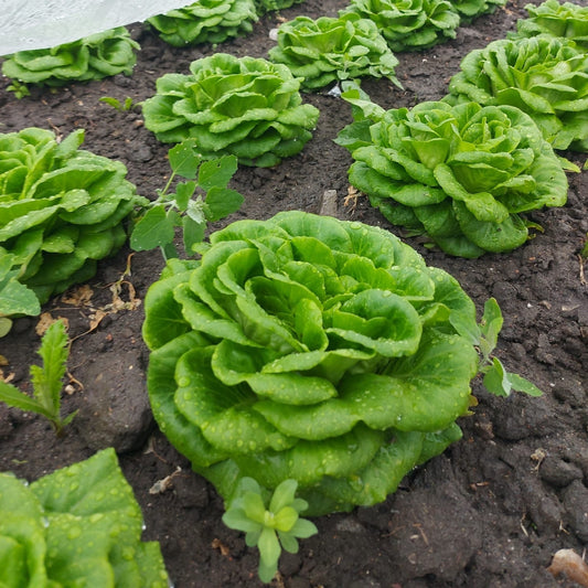 Salat