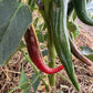 Chili mix 3 stk
