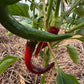 Chili mix 3 stk