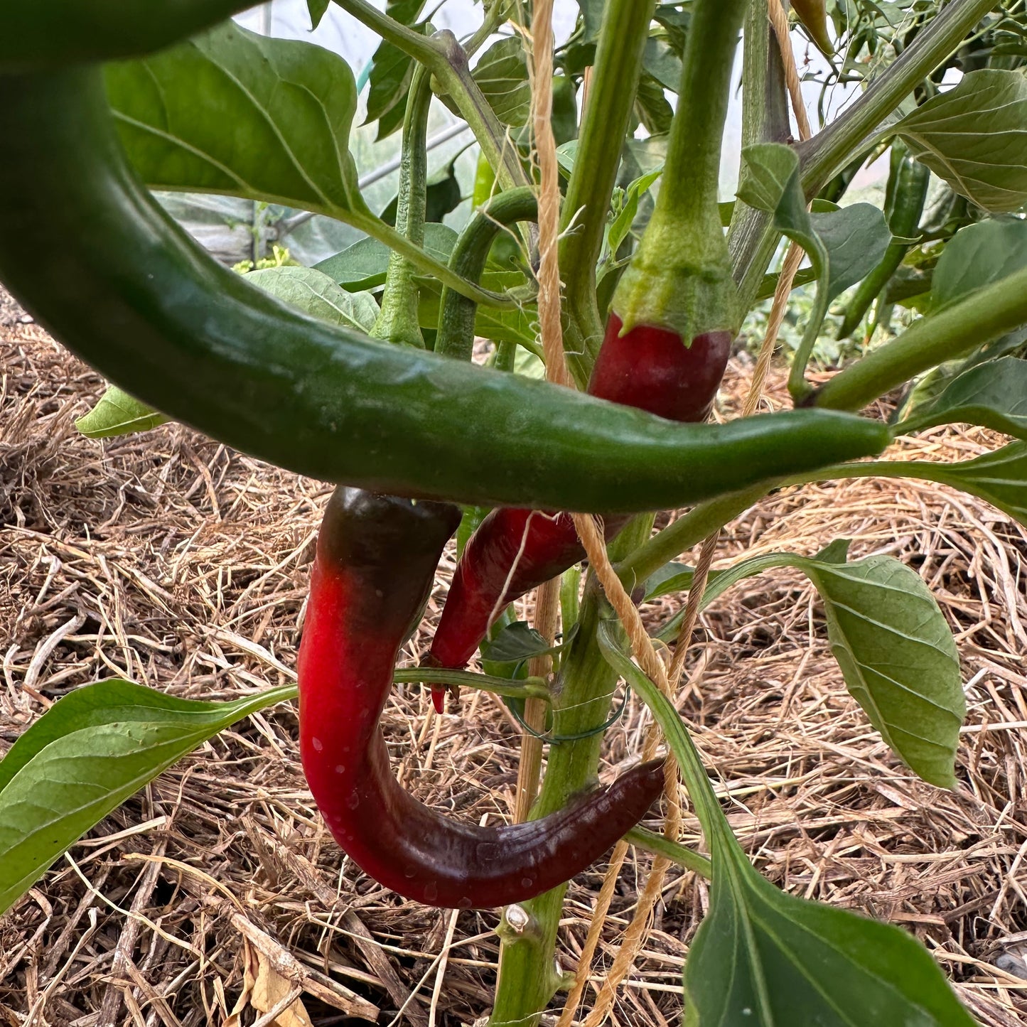 Chili mix 3 stk