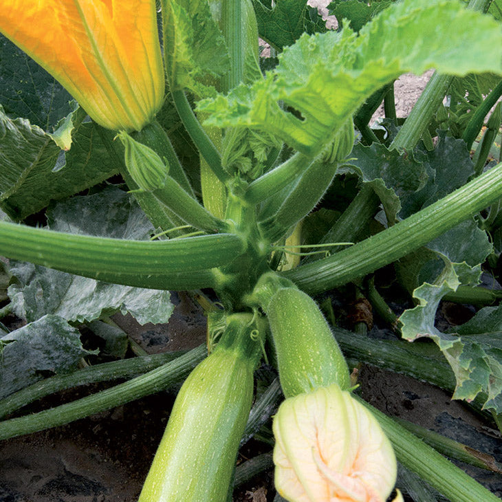 Squashplanter, 2 potte