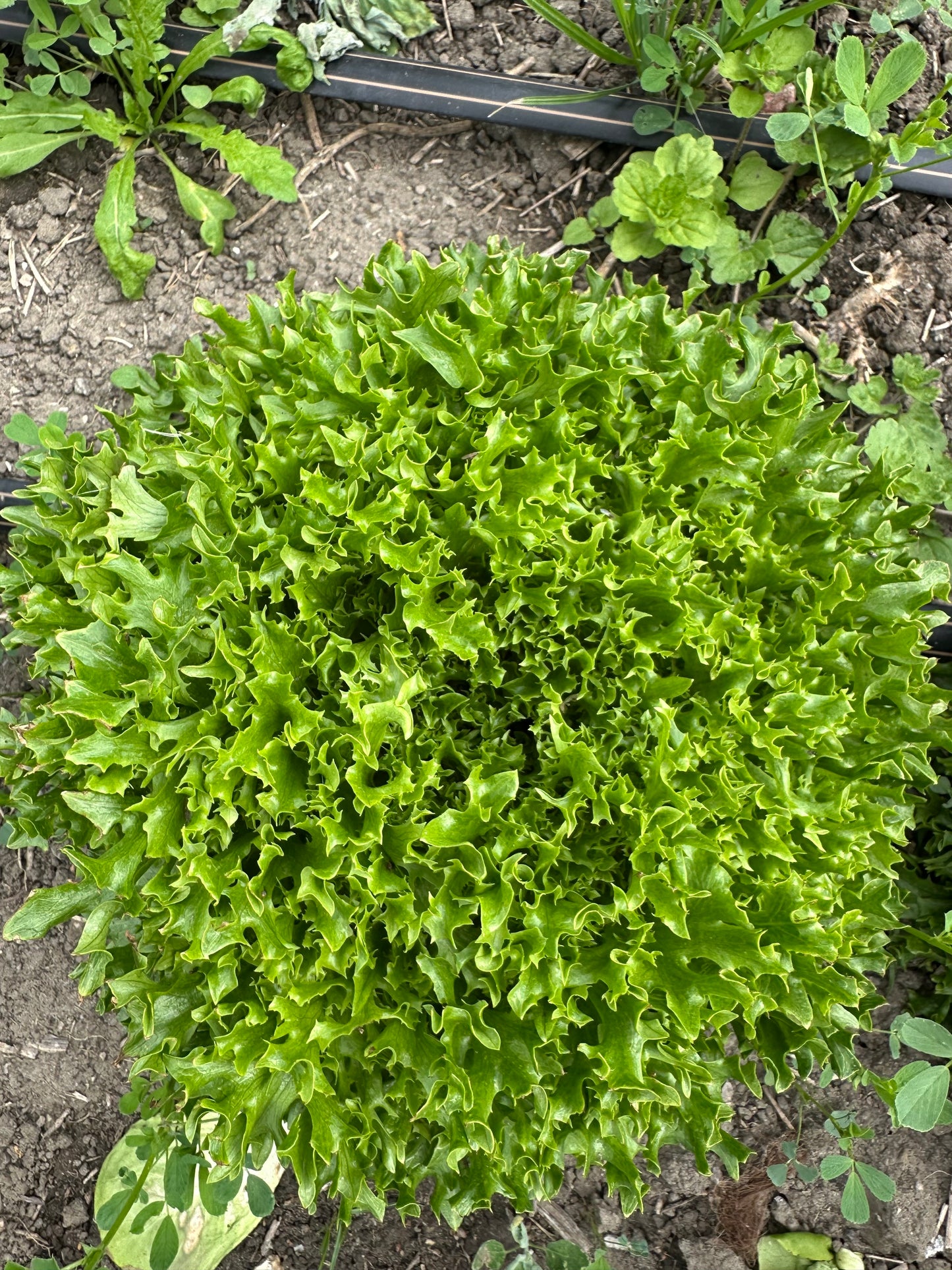 Salat