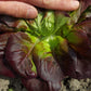 Salatplanter 5 stk