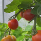 Cherrytomater 250g